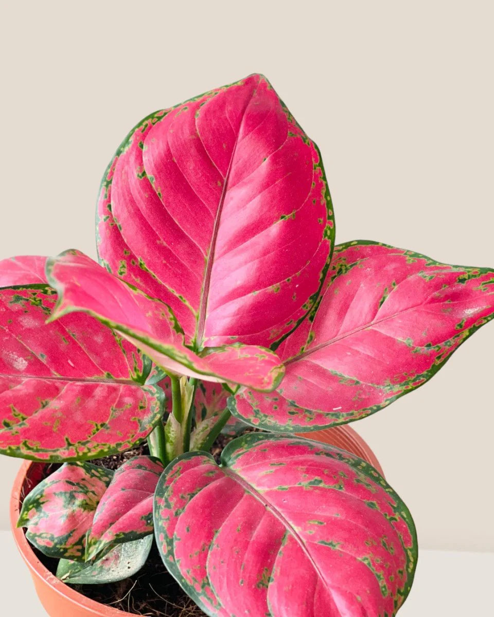 Aglaonema Cherry Baby - Indoor House Plant - أجلونيما الحمراء