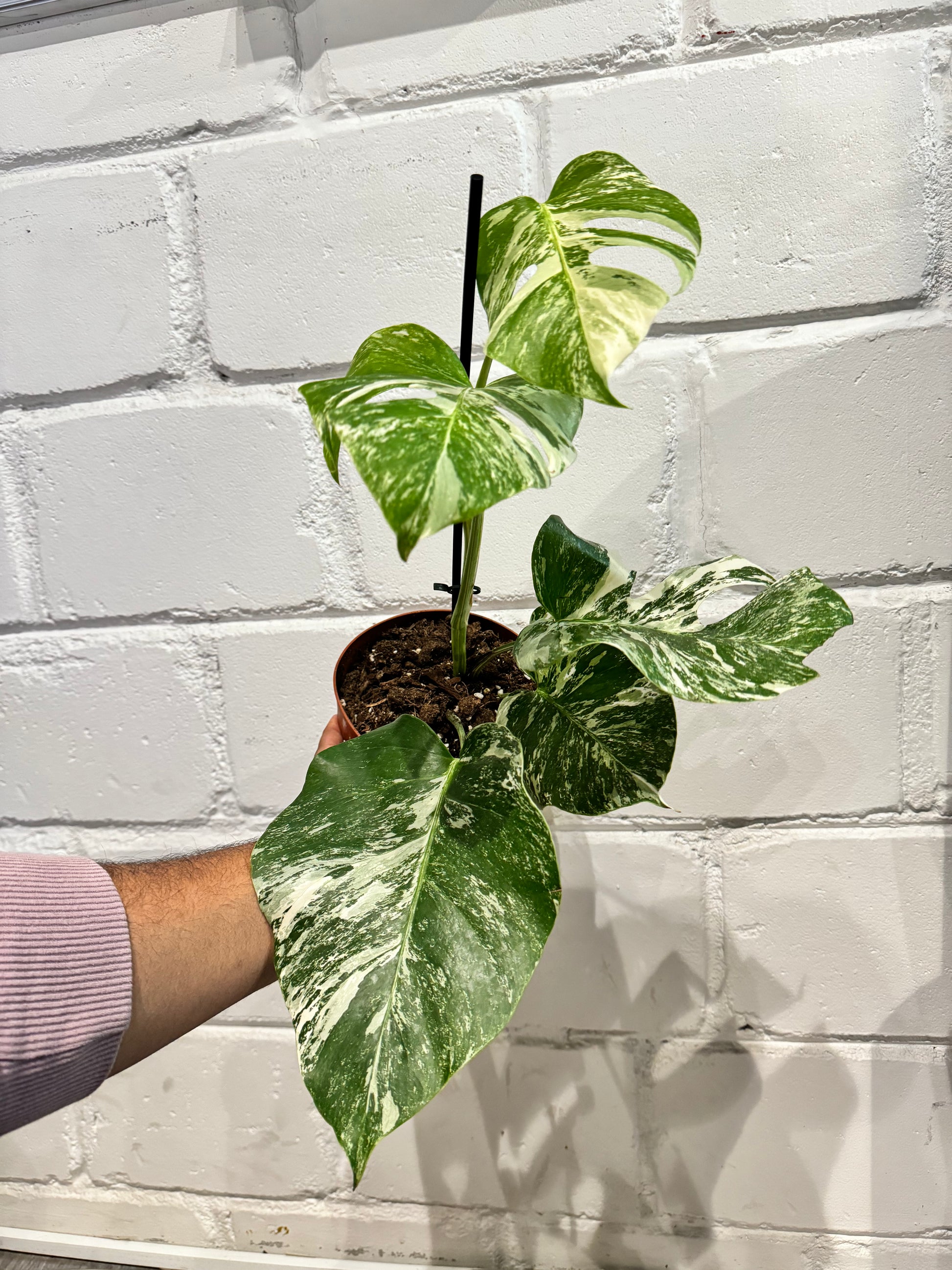 Monstera Delicios...