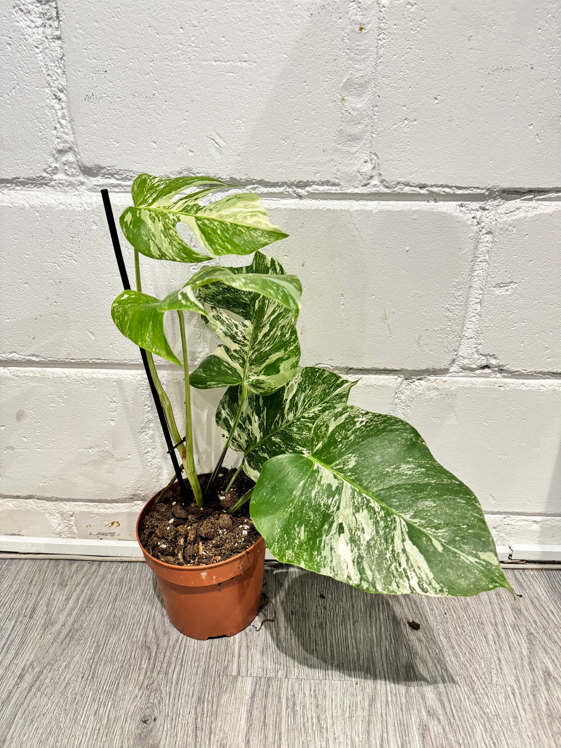 Monstera Delicios...