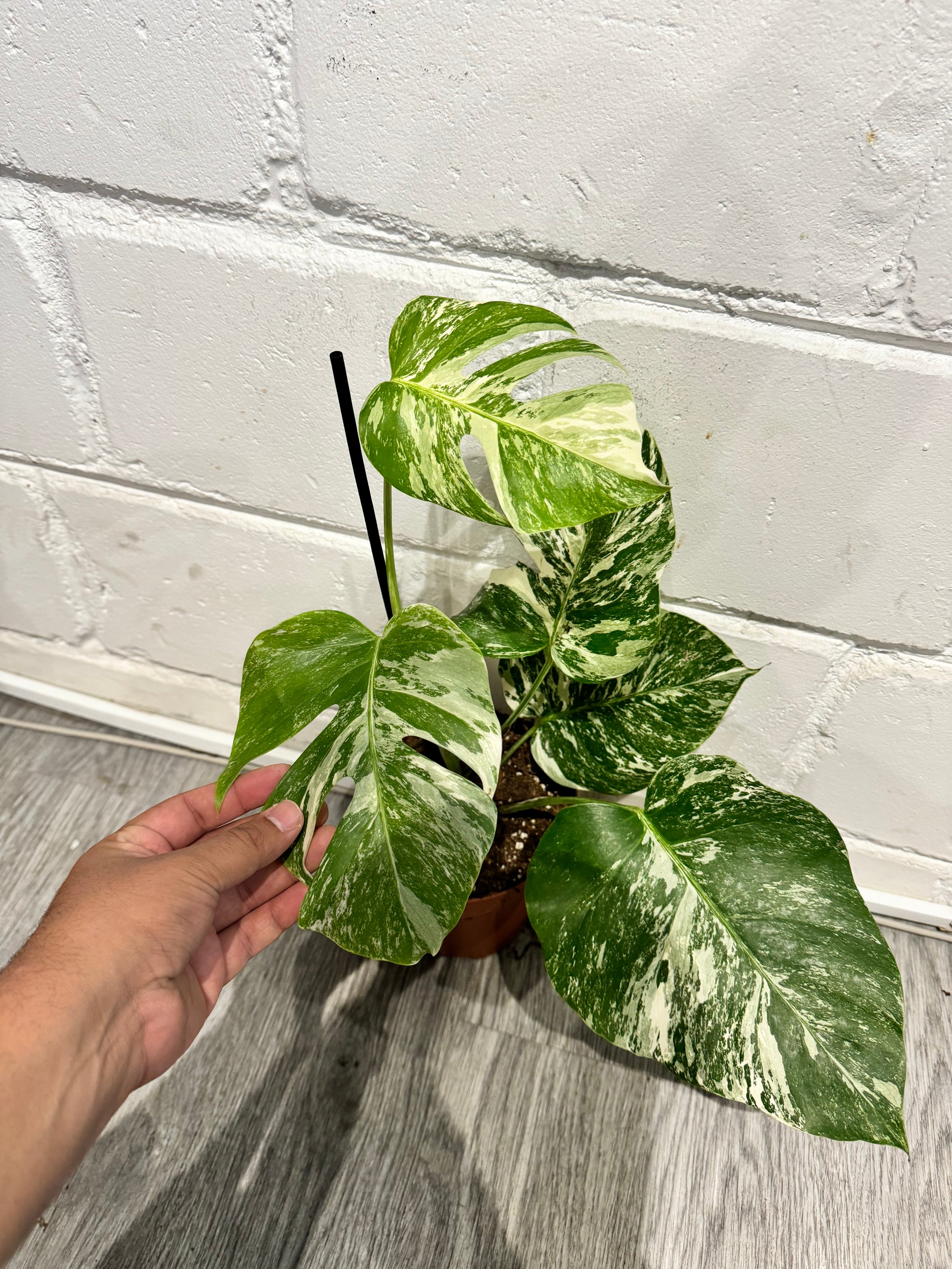 Monstera Delicios...