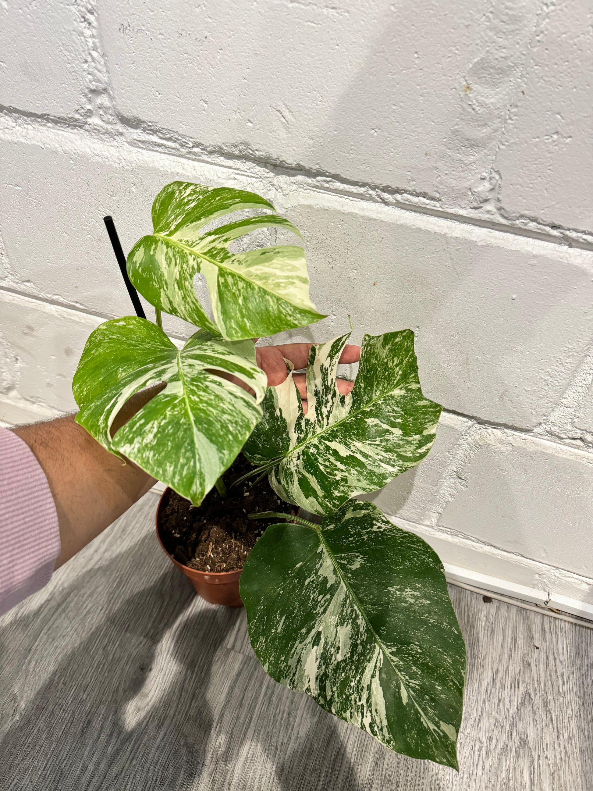 Monstera Delicios...