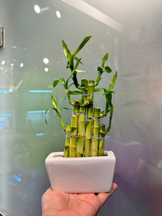 Lucky Bamboo Plant Stepstairs