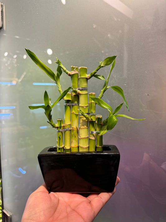 Lucky Bamboo Plant Stepstairs