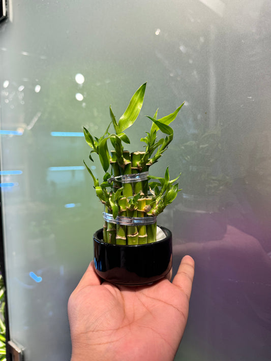 Lucky Bamboo - Tabletop Indoor Plant - نبات داخلي - دراسينا