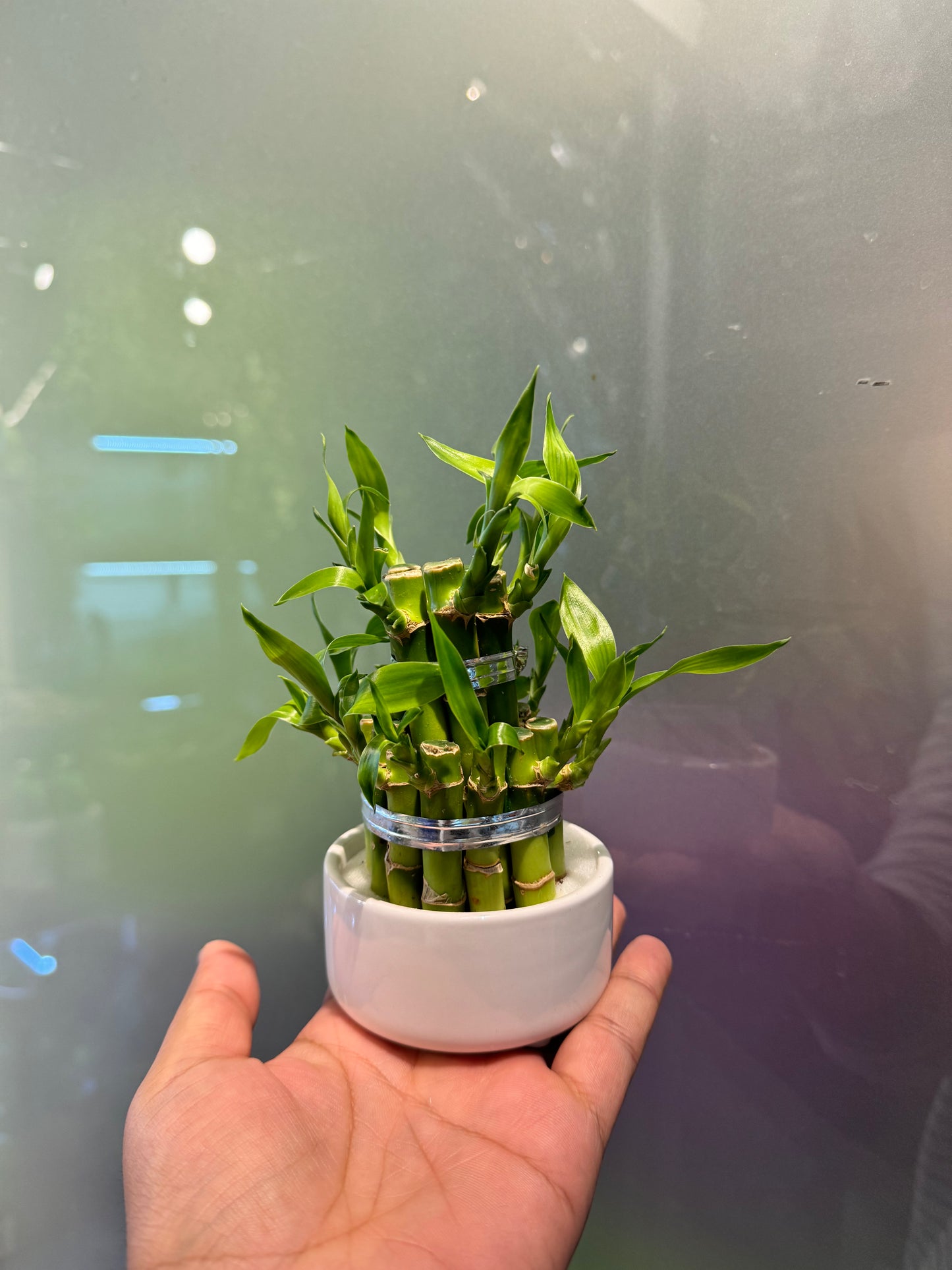 Lucky Bamboo - Tabletop Indoor Plant - نبات داخلي - دراسينا