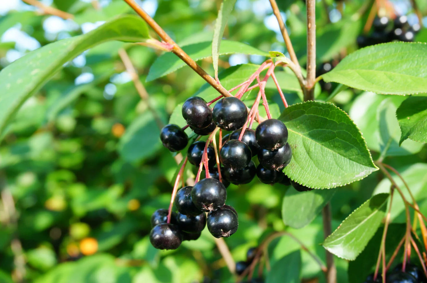 Black choke berry - نبات التوت