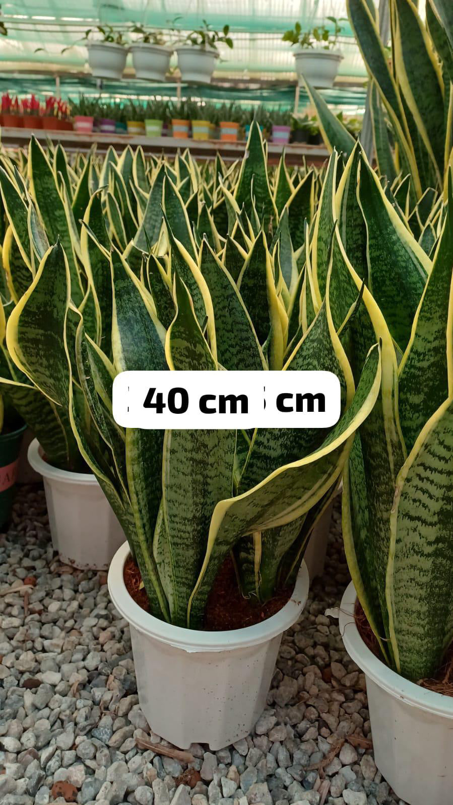 Sansevieria Laurentii (Snake Plant)