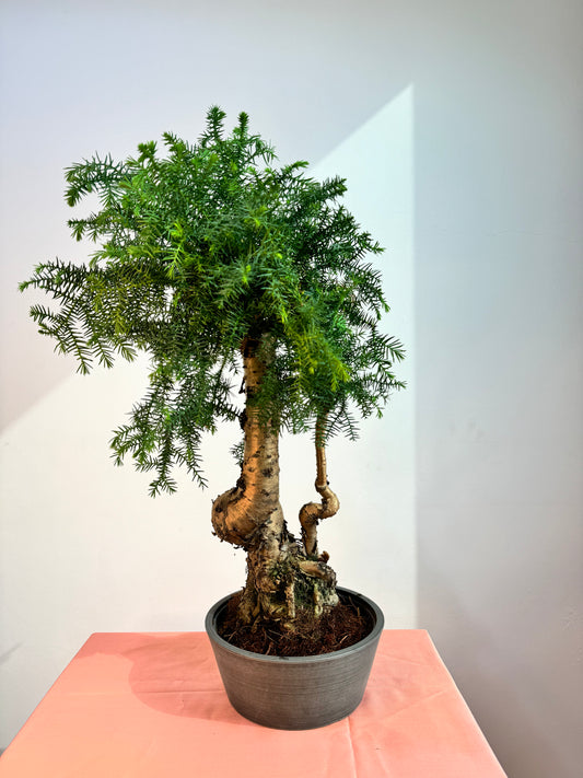 Araucaria Cunninghamii Bonsai - Indoor House Plant - نبات داخلي