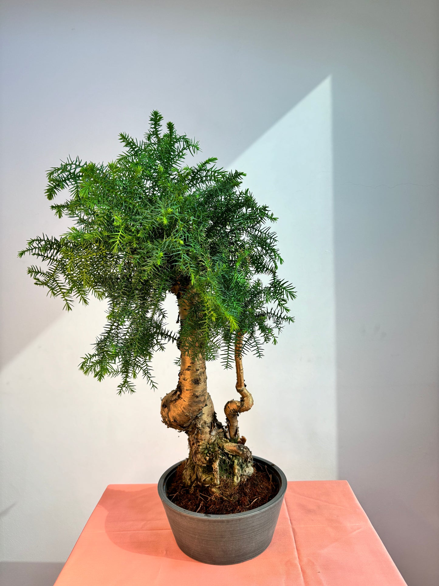 Araucaria Cunninghamii 25cm - Indoor House Plant - نبات داخلي