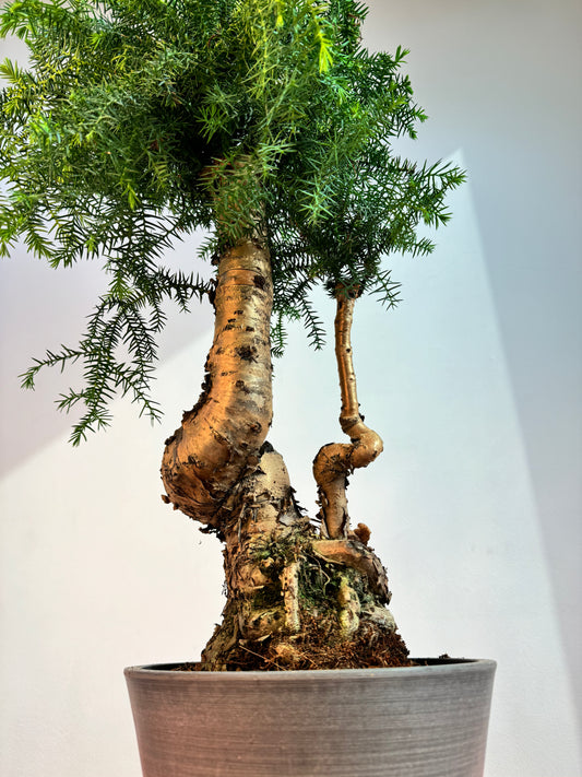 Araucaria Cunninghamii Bonsai - Indoor House Plant - نبات داخلي