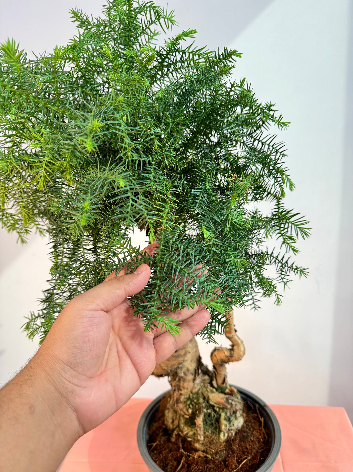 Araucaria Cunninghamii 25cm - Indoor House Plant - نبات داخلي