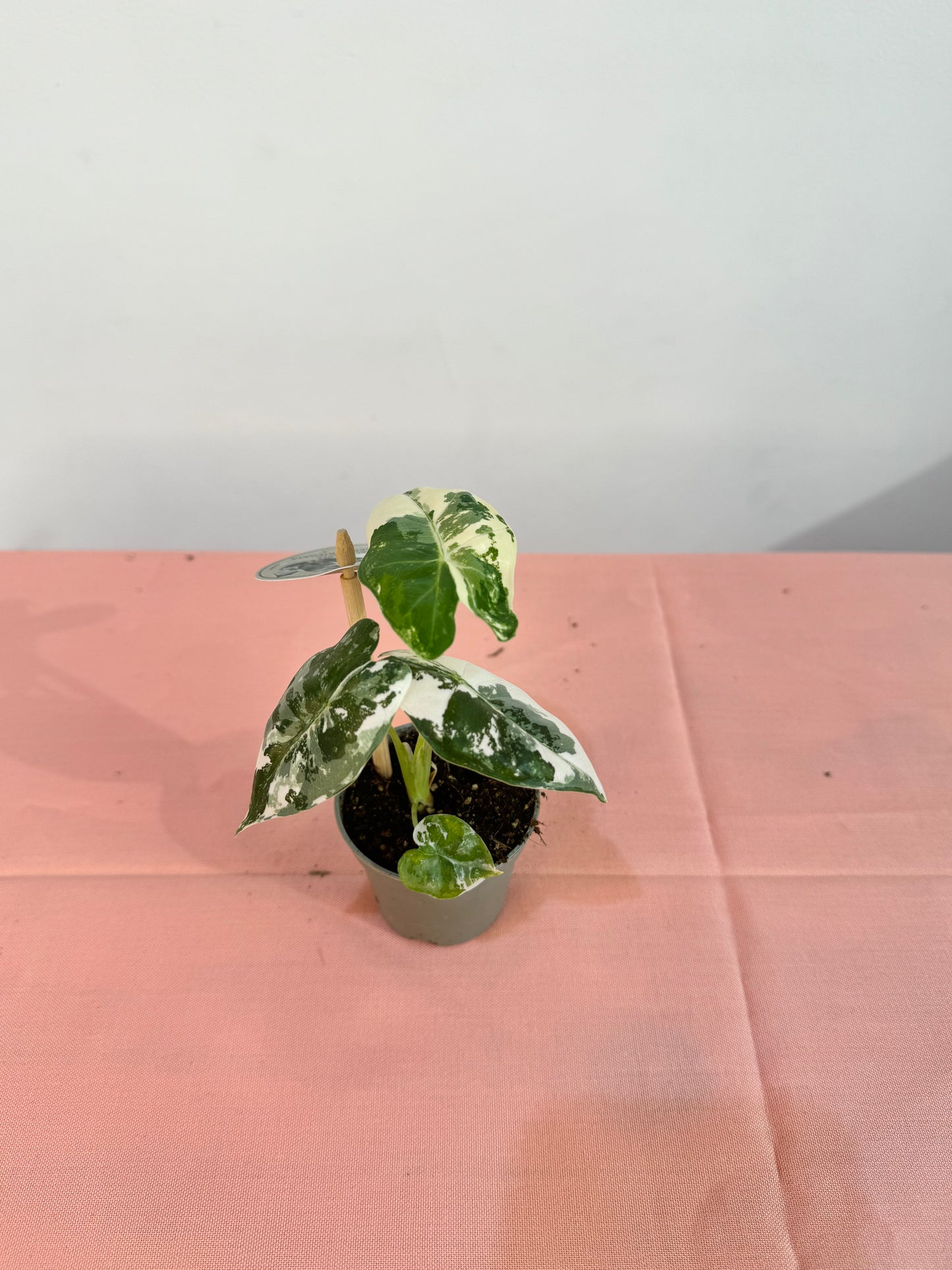 Alocasia Frydek Variegata - Rare Indoor House Plant - نبات داخلي