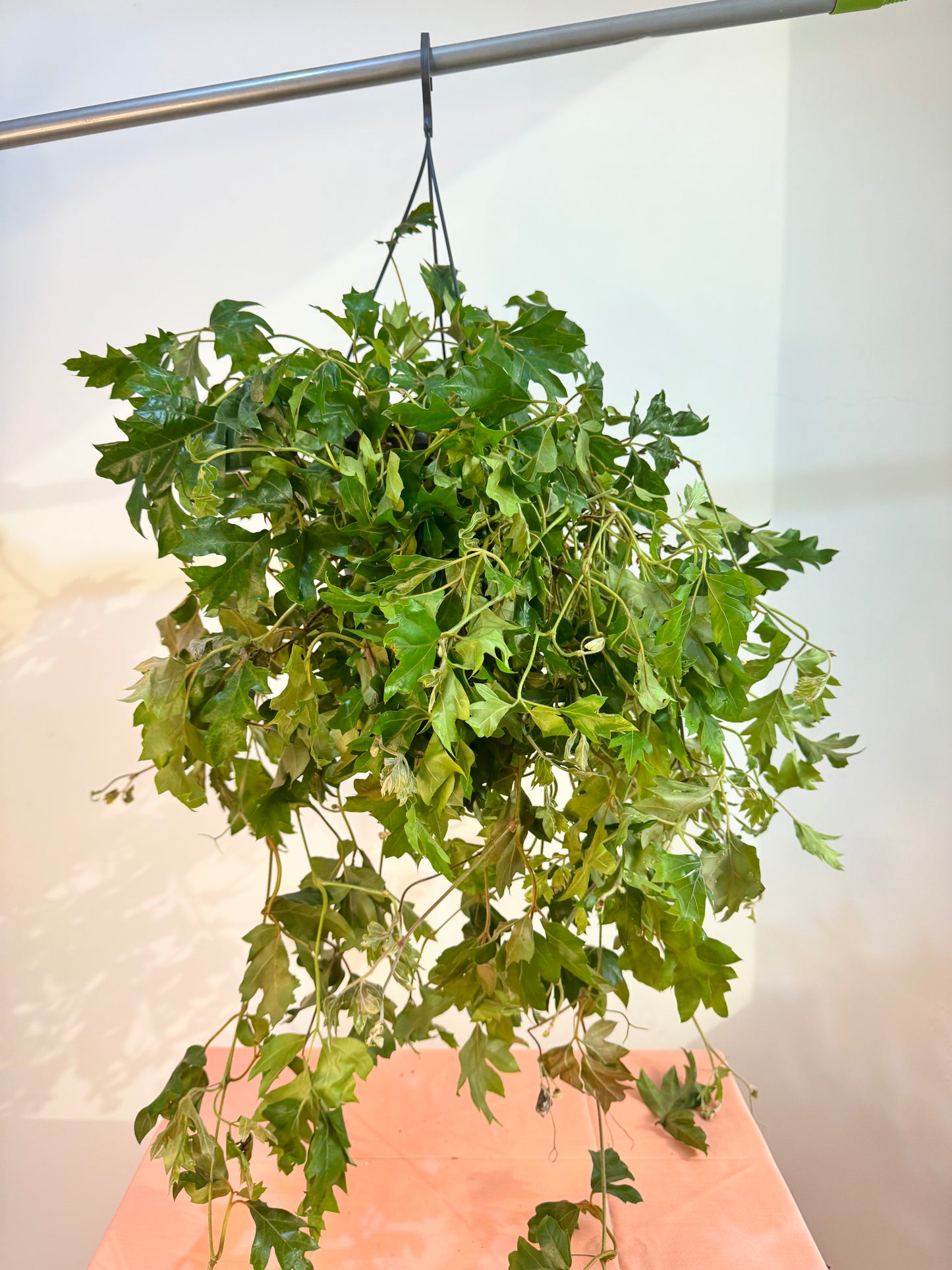 Cissus Rhombifolia Ellen Danica - Indoor House Plant - نبات داخلي