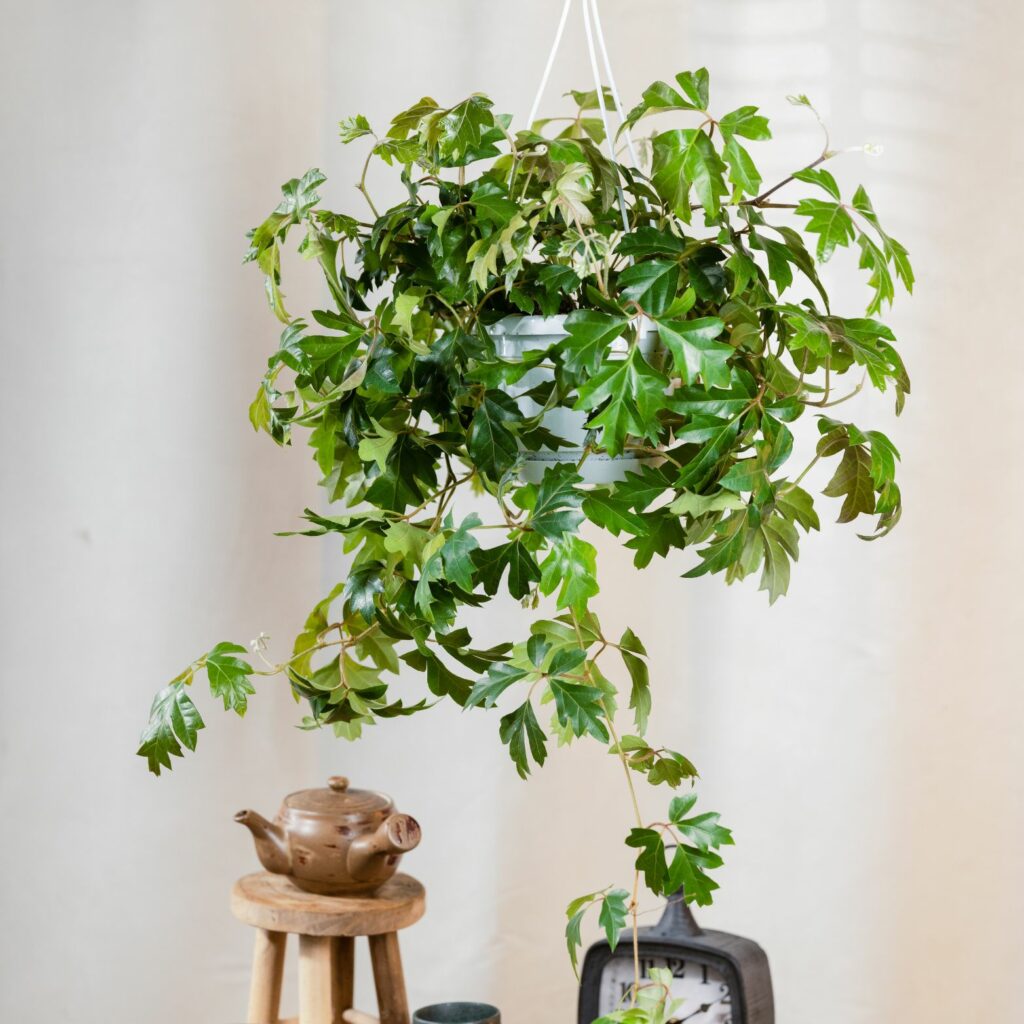 Cissus Rhombifolia Ellen Danica - Indoor House Plant - نبات داخلي