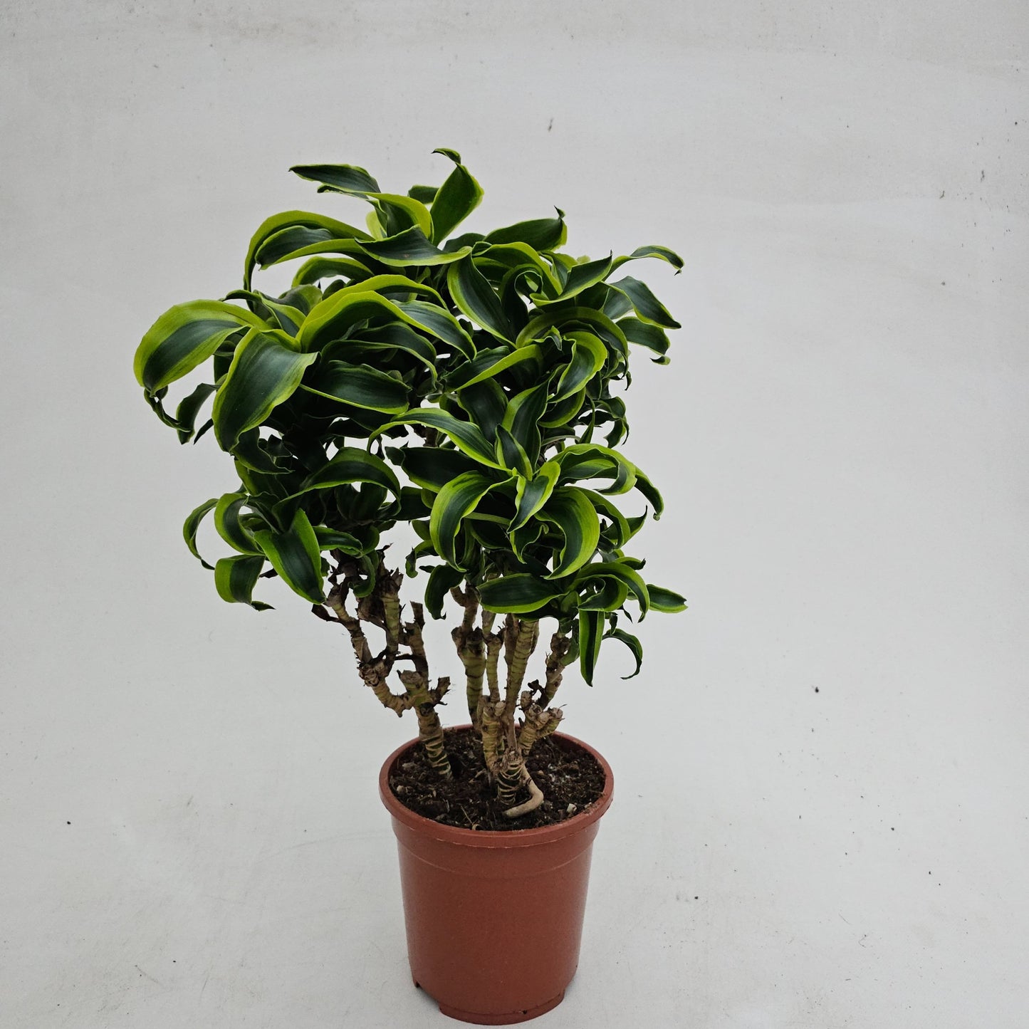 Dracaena Tornado branched - نبات داخلي