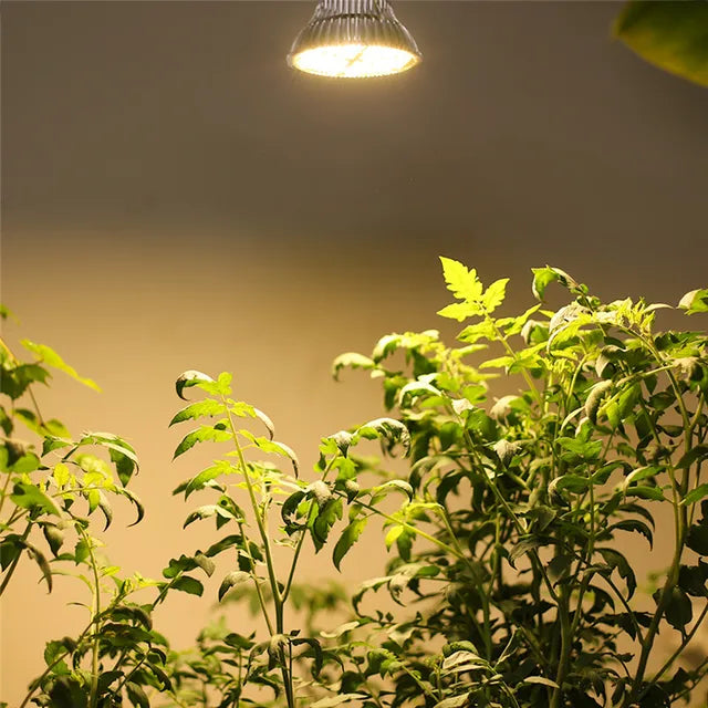 Plant Grow Bulb – Warm Yellow