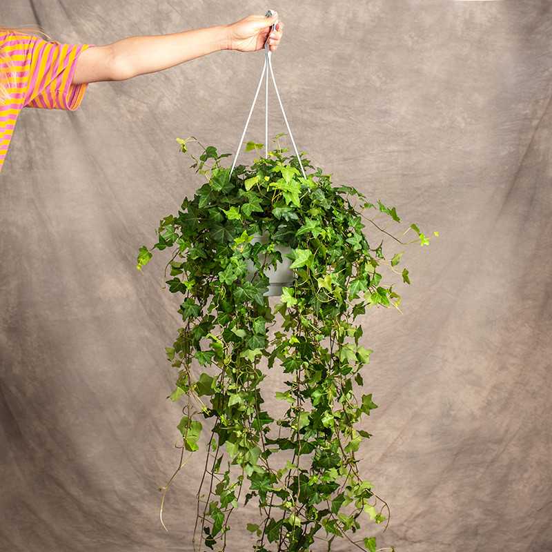 Hedera Helix - En...