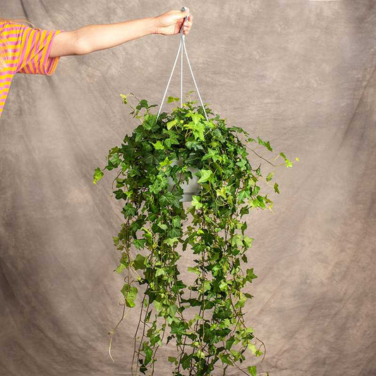 English Ivy (Hedera Helix) with trailing vines and vibrant green leaves, displayed in a stylish hanging basket indoors.