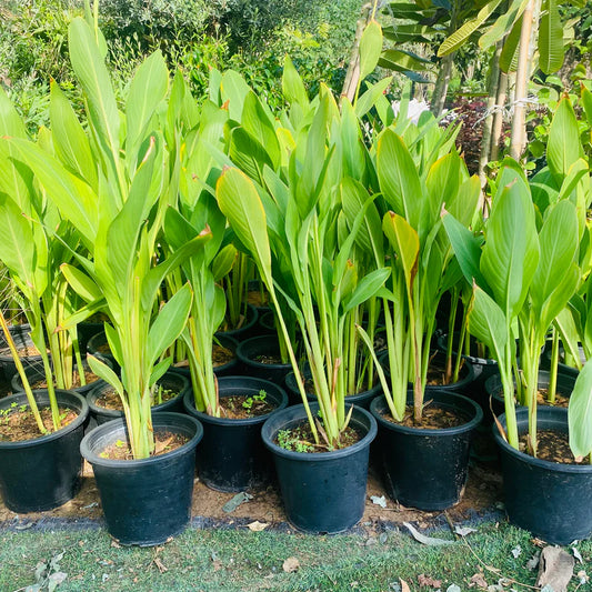 Canna Plant - نبات كنّا