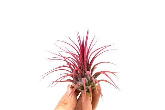 Tillandsia Ionantha Red - Air Plant - Indoor House Plant