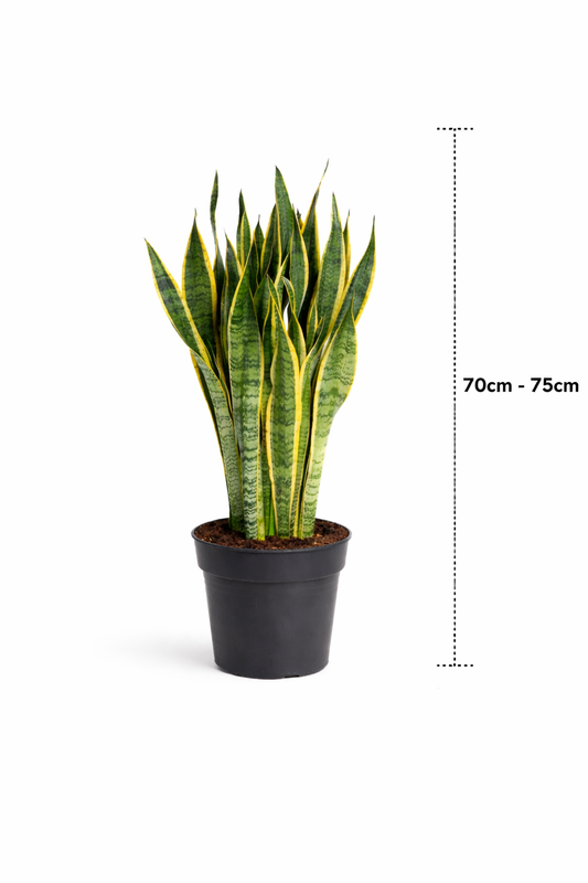 Snake Plant - Sansevieria Laurentii - Indoor Plant - سانسيفيريا لورنتي