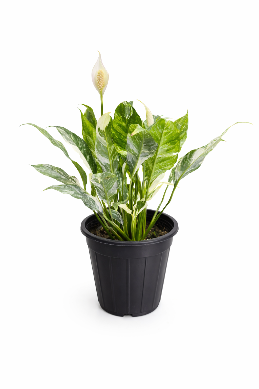 Variegated Peace Lilly - Spathiphyllum - Rare Indoor House Plant - نبات داخلي