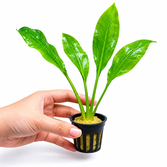 Aquarium Plant Amazon Sword (Echinodorus Bleheri)
