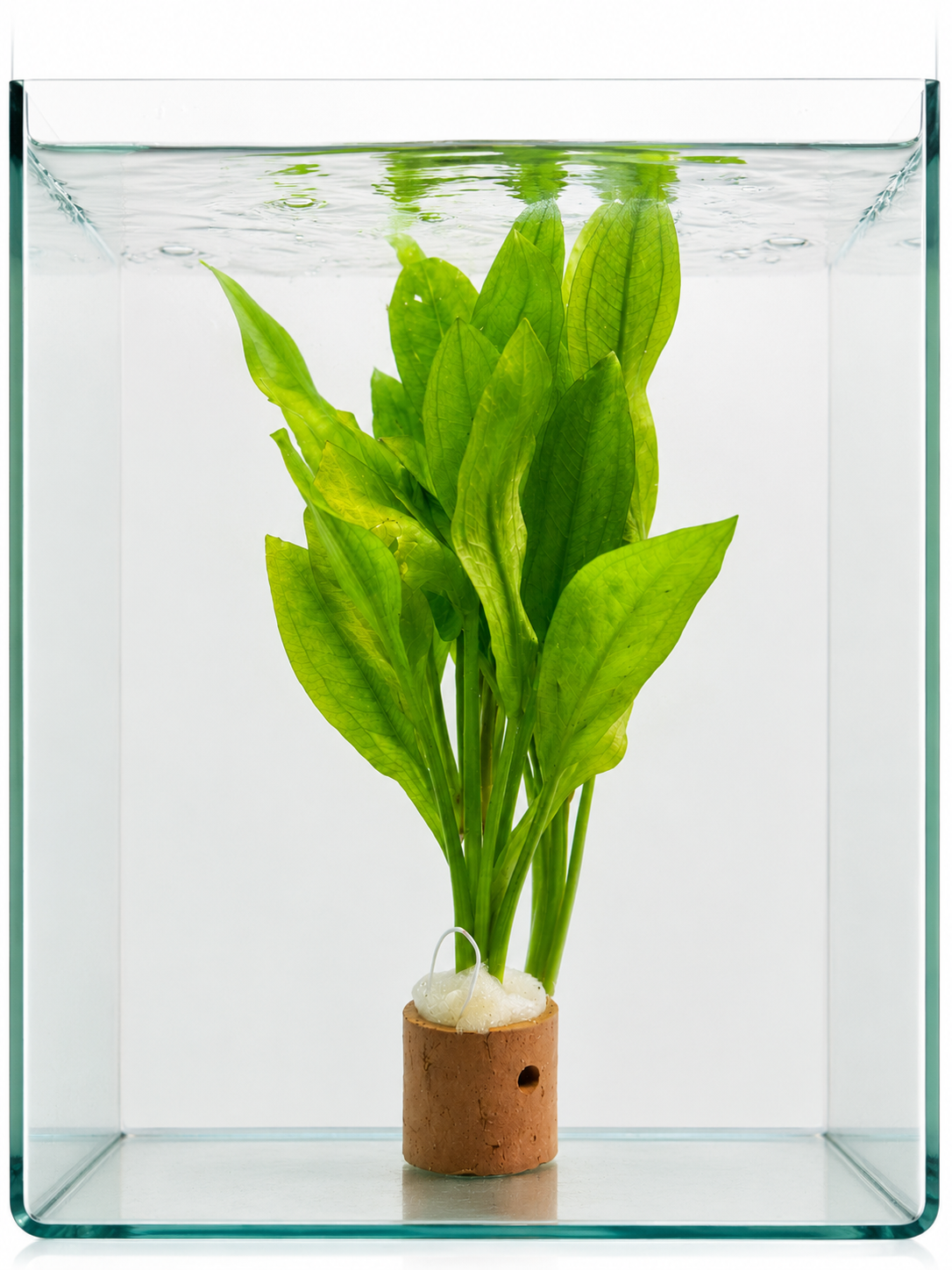 Aquarium Plant Amazon Sword (Echinodorus Bleheri)