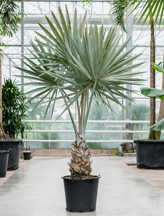 Bismarckia Palm - Beige Sunlit
