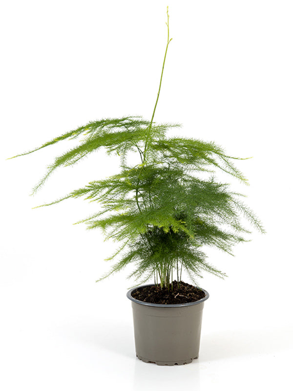 Asparagus Plumosa - Asparagus Fern - Indoor Plant - نبات داخلي