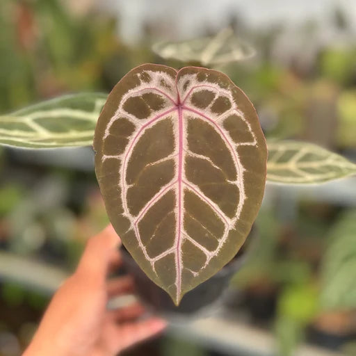 Anthurium DocBlock Michelle Hybrid - Rare Indoor Plant - نبات داخلي