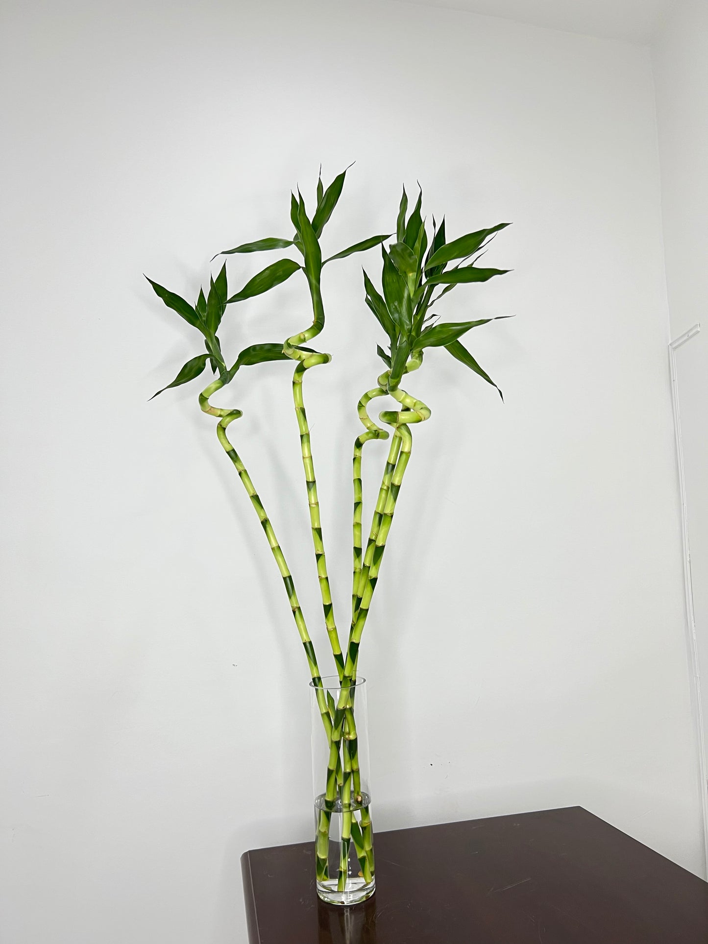 Spiral Lucky Bamboo 1m (Five Bamboo in Vase)