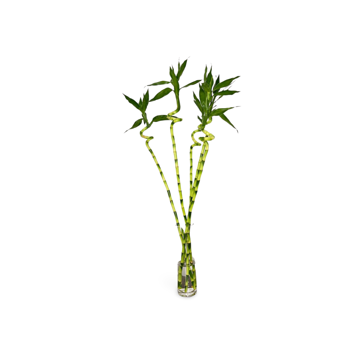 Spiral Lucky Bamboo 1m (Five Bamboo in Vase)