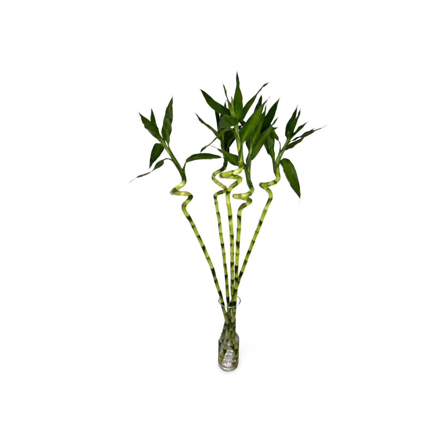 Spiral Lucky Bamboo 1m (Five Bamboo in Vase)