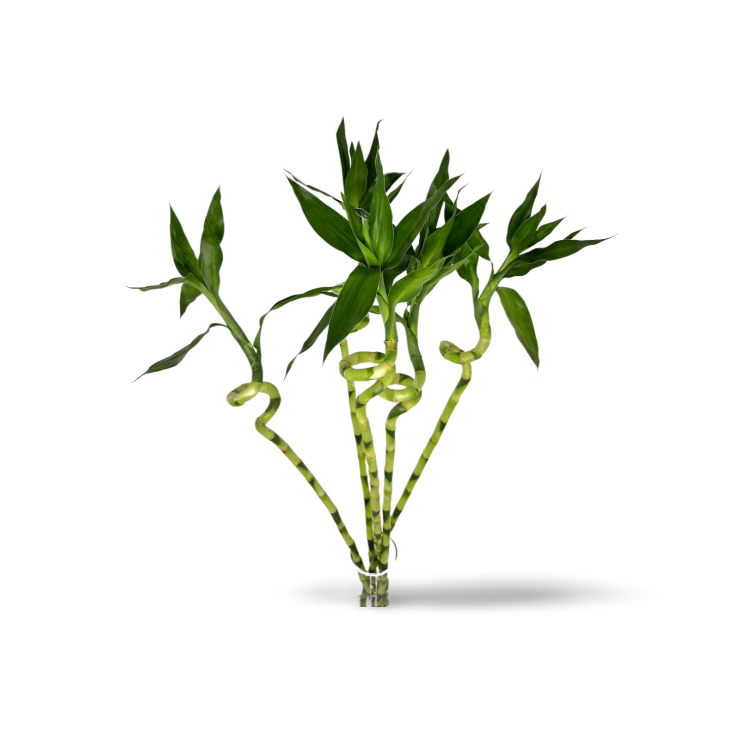 Spiral Lucky Bamboo 1m (Five Bamboo in Vase)