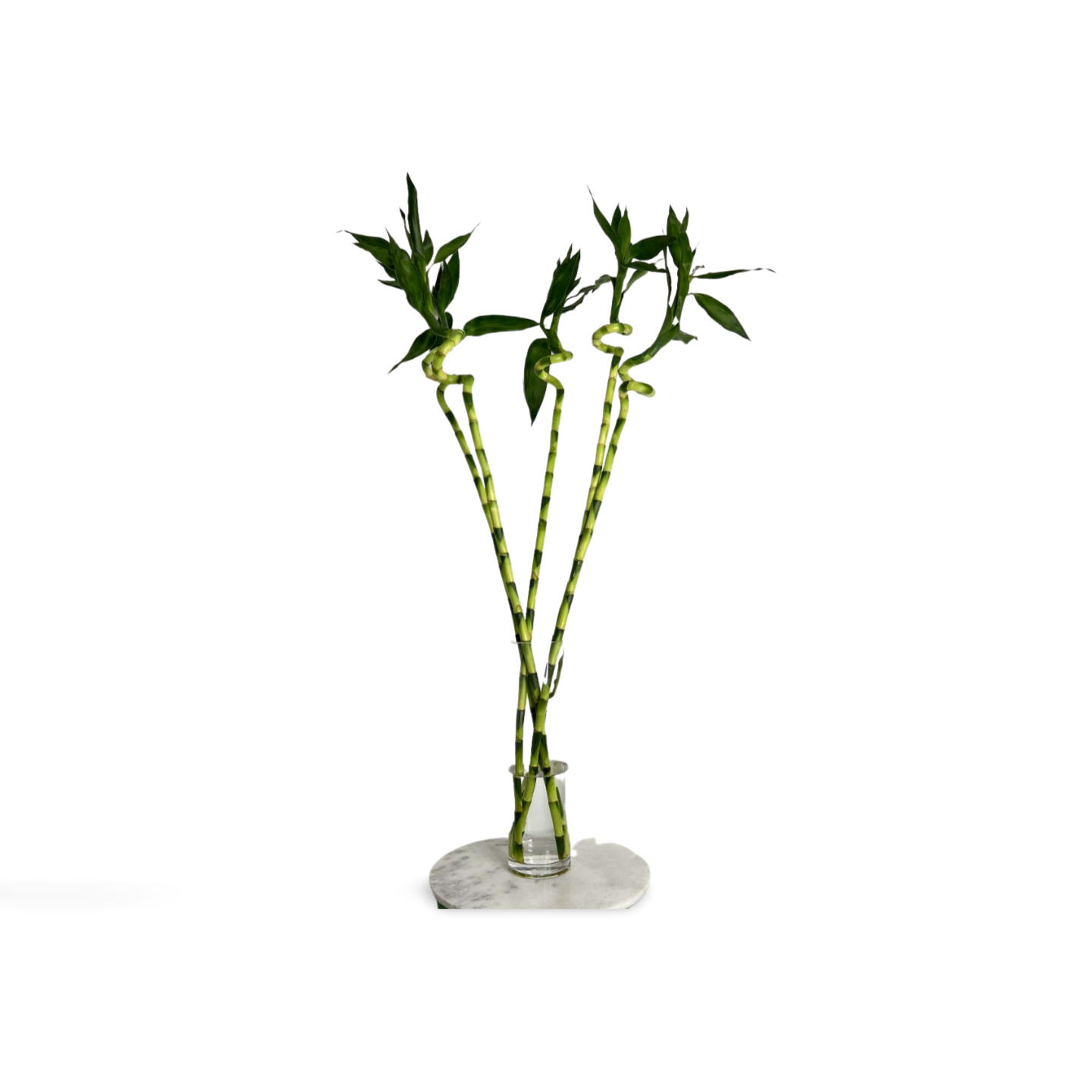 Spiral Lucky Bamboo 1m (Five Bamboo in Vase)