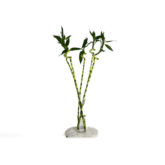 Spiral Lucky Bamboo 1m (Five Bamboo in Vase)