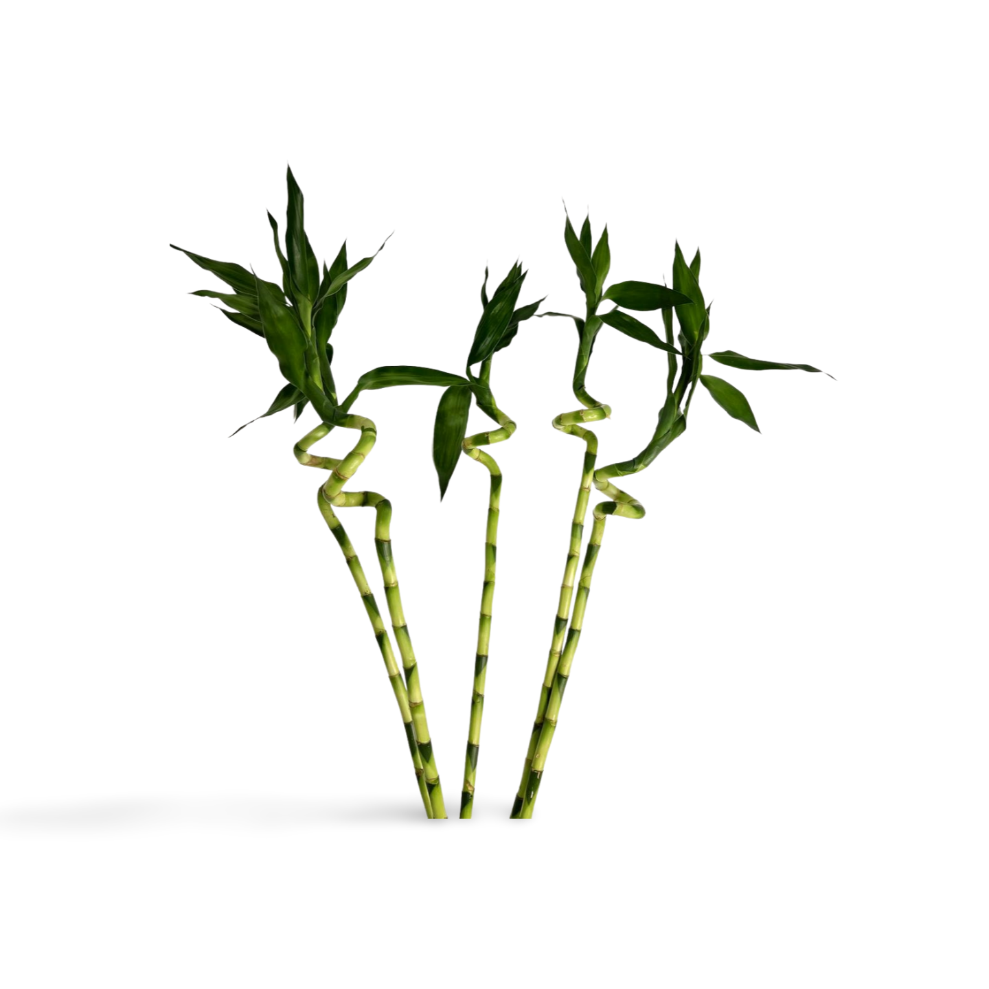 Spiral Lucky Bamboo 1m (Five Bamboo in Vase)