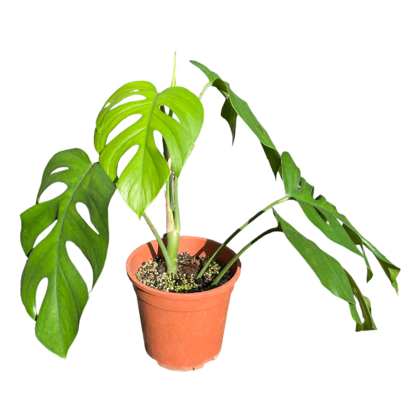 Monstera Minima showcasing its smaller split leaves, displayed in a modern indoor setting.