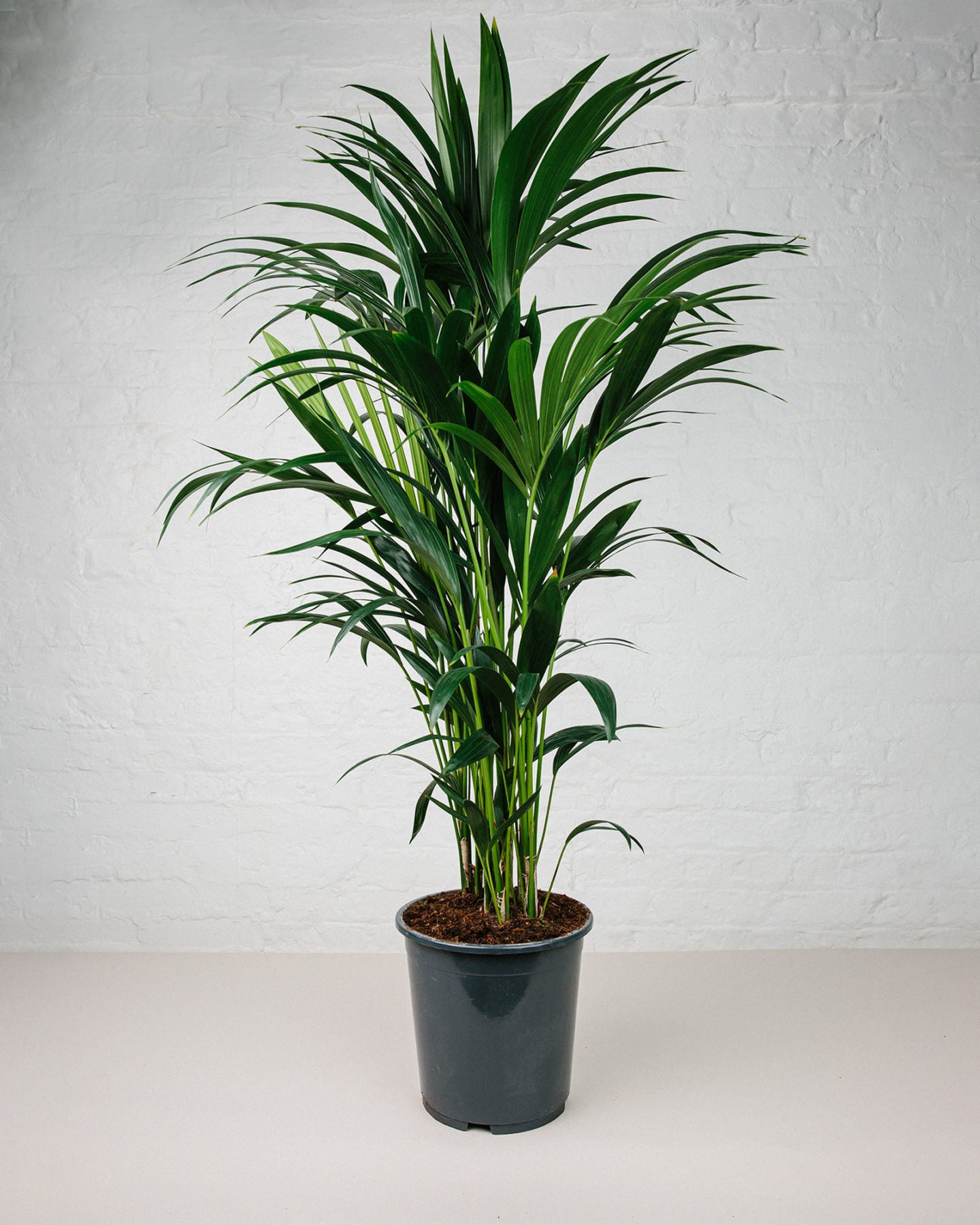 Kentia Howea Forsteriana 140Cm - Indoor House Plant