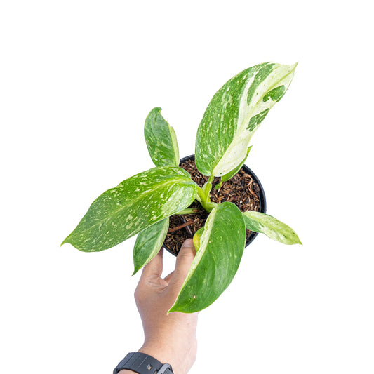 Philodendron - Hybrid Jose Buono - Rare Indoor House Plant - نبات داخلي