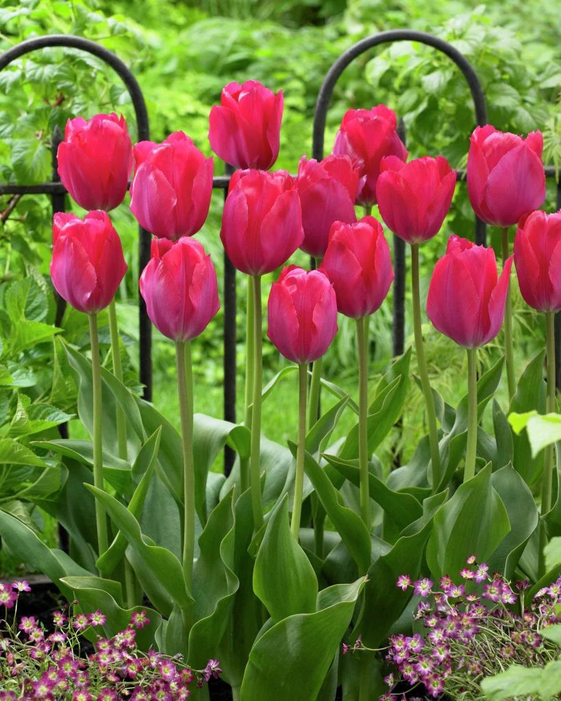 Tulip Lady Van Ejik - Flower Bulb - توليب ليدي فان إيك