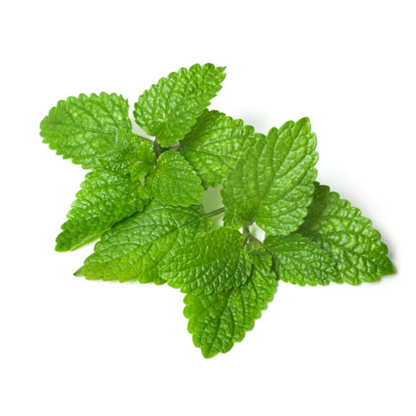 Lemon Balm Seeds - Organic Garden Seeds - بذور بلسم الليمون