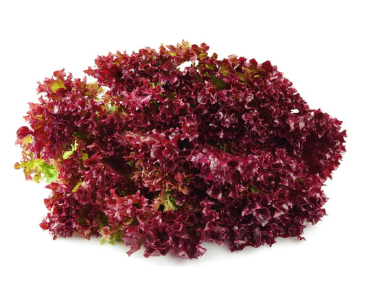 Lollo Red Lettuce Seeds - Organic Garden Seeds - بذور خس لولو أحمر