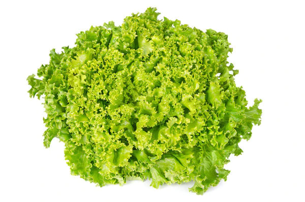 Lettuce Lollo Bionda Seeds - Organic Garden Seeds - بذور خس لولو بياندا