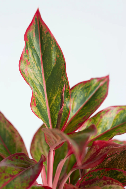 Aglaonema Red Fire - Enhanced Product Photo