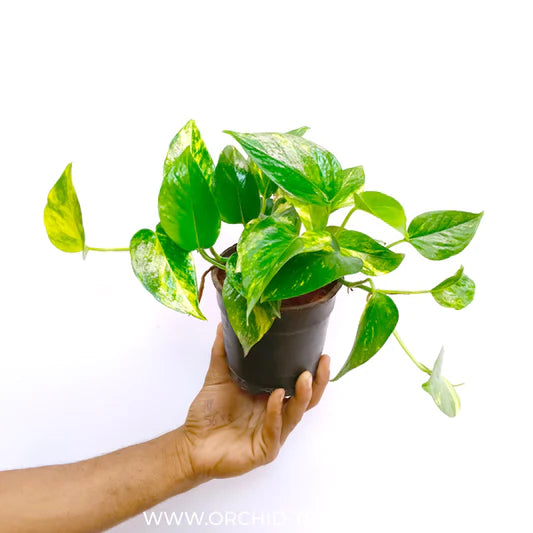 Money Plant (Epipremnum Aureum) with heart-shaped leaves cascading from a hanging basket, displayed indoors.