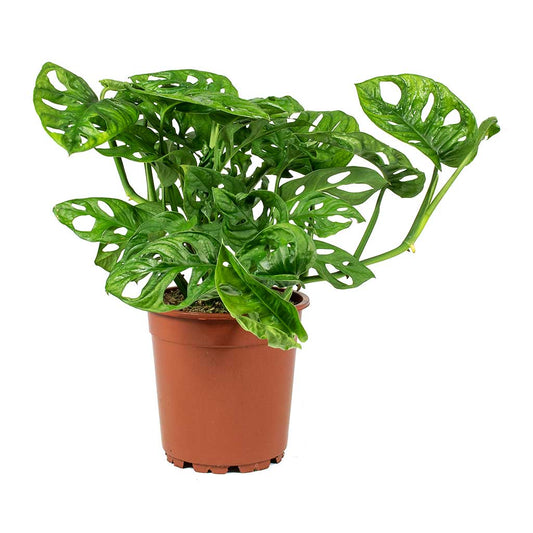 Monstera Obliqua Monkey Leaf - Indoor House Plant - نبات داخلي