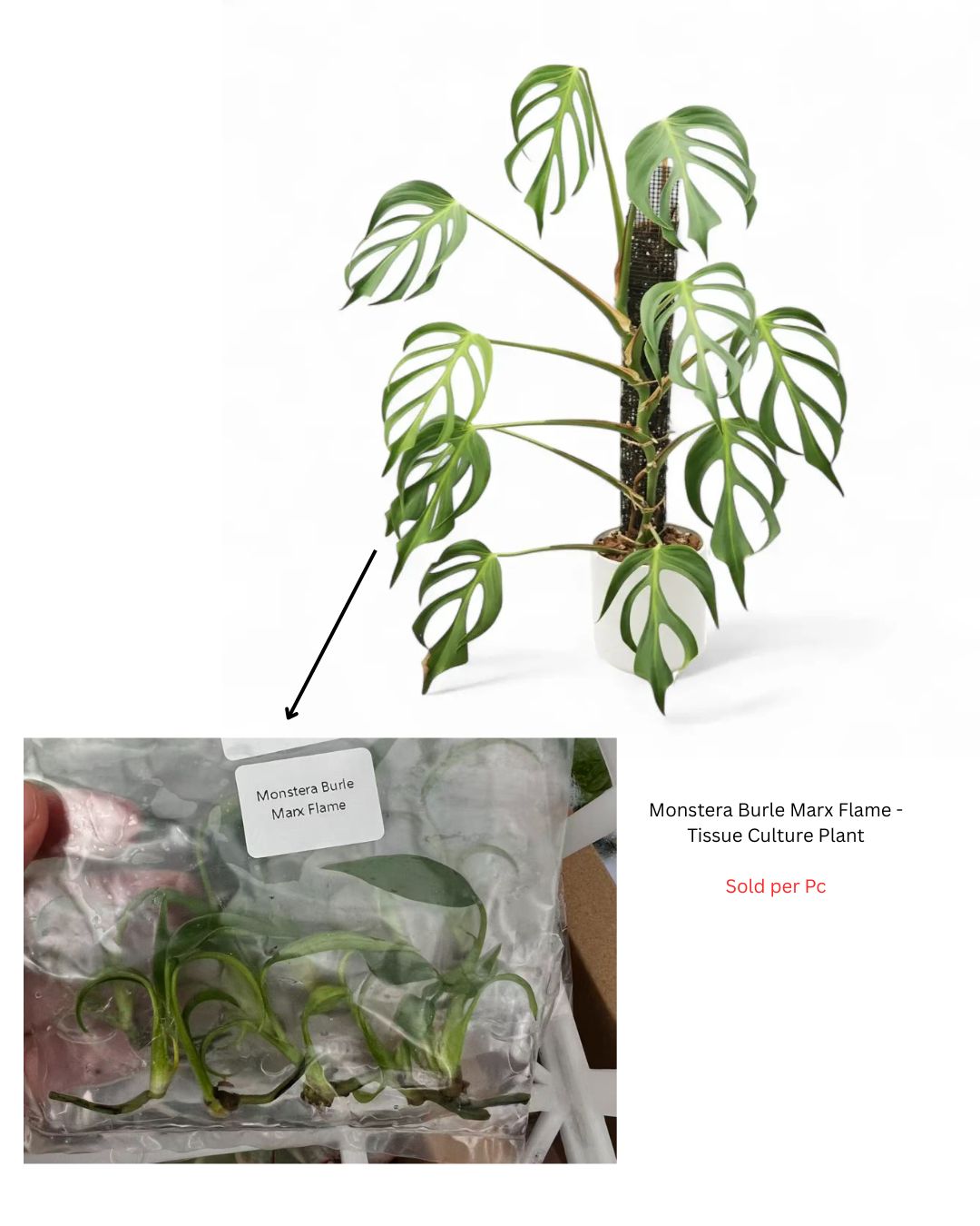Monstera Burle Marx Flame - Tissue Culture Plant - Rare Indoor Plant - نبات داخلي