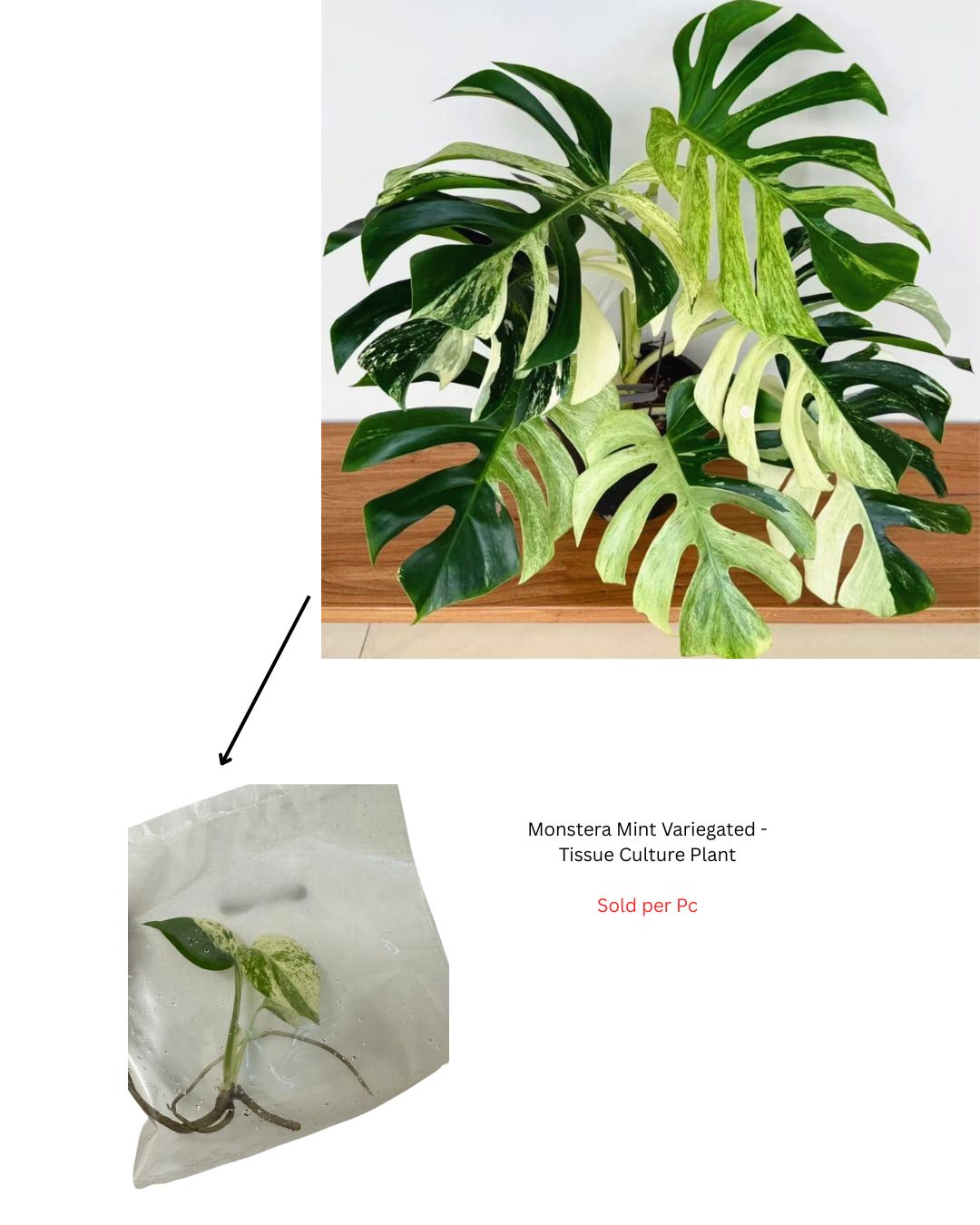 Monstera Mint Variegated - Tissue Culture Plant - Rare Indoor Plant - نبات داخلي